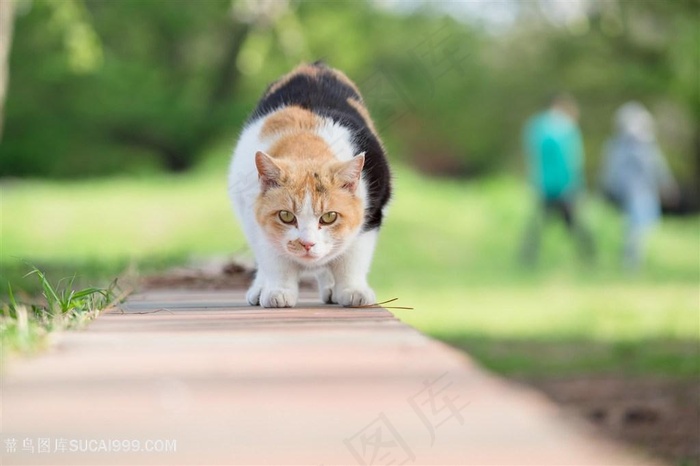 公园里的肥猫咪图片