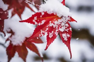 冬季雪压枫叶枝条雪景摄影图
