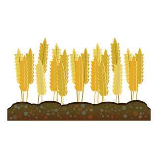 黄麦子现代农业