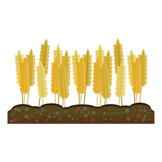 黄麦子现代农业