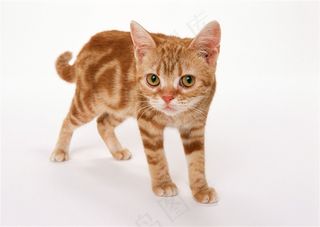 猫血统纯种宠物猫美图素材