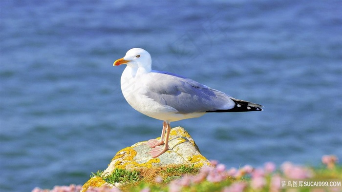 海鸥海景风景画壁纸