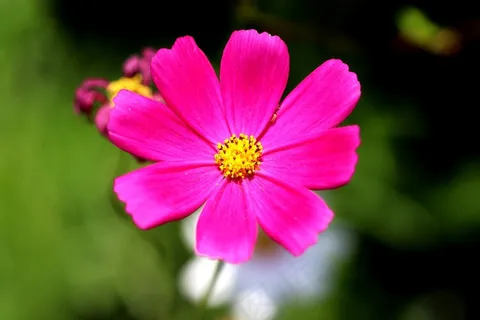 粉红色花朵微距图片 粉红色花朵微距图片