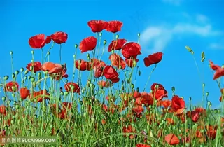 高清红色虞美人花海图片