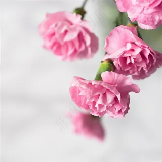 唯美康乃馨鲜花图片