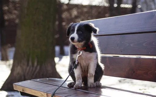 可爱的宠物小狗摄影