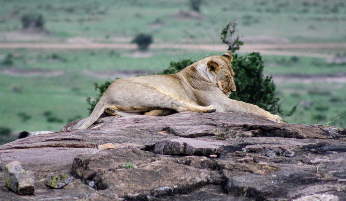 休息的母狮子图片