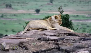 休息的母狮子图片