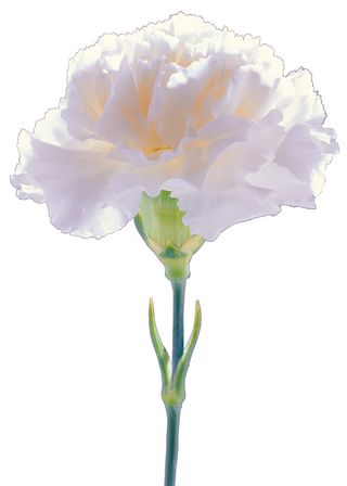 一束白色康乃馨图片