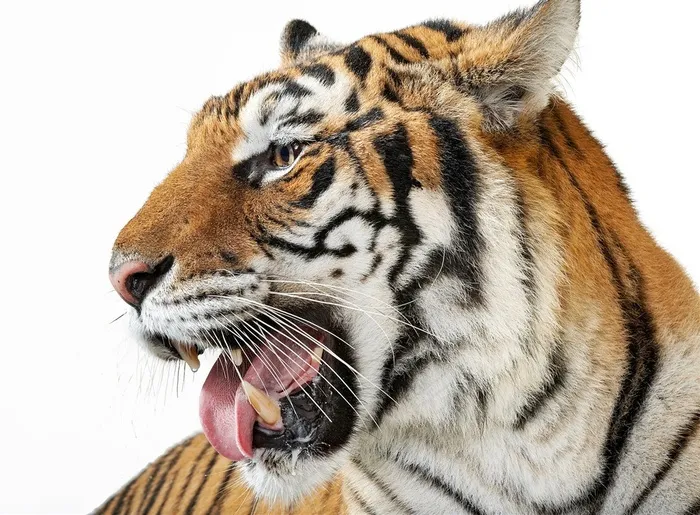 老虎高清摄影图片