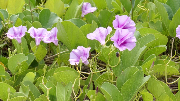 植物矮牵牛花图片