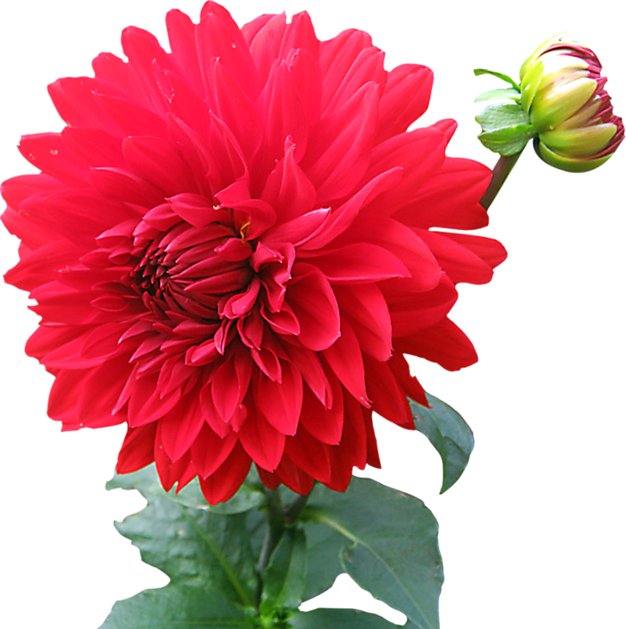 花朵一支鲜花