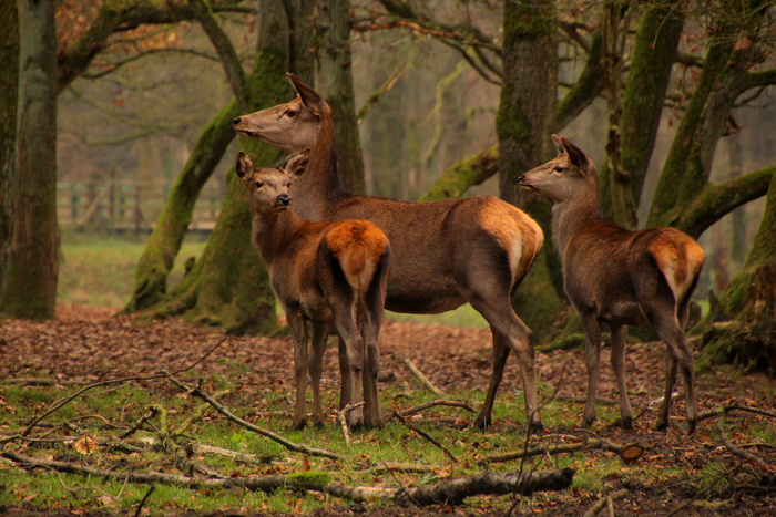 鹿野生梅花鹿动物园设计素材