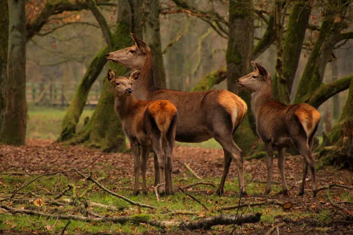 鹿野生梅花鹿动物园设计素材