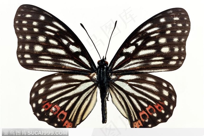 蝴蝶标本（彩蝶）