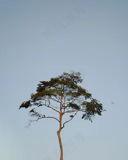 一棵优雅的树 一棵优雅的树