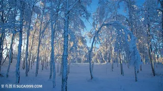 雪地树林风景画壁纸
