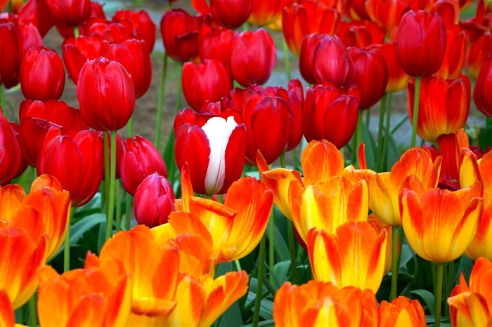 郁金香花海鲜花图片