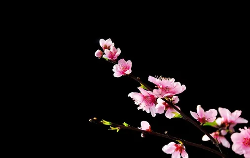 春天梅花绽放图片 春天梅花绽放图片