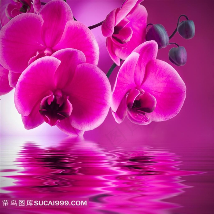 兰花背景图案