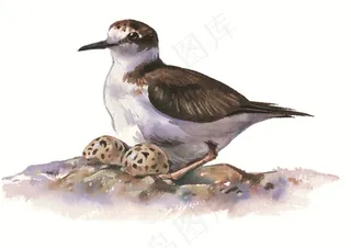 暖蛋的小鸟彩绘素材