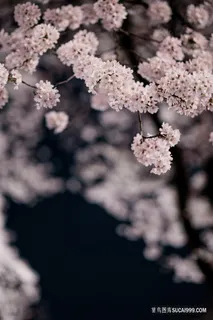 樱花花束摄影 樱花花束摄影