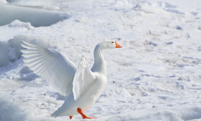 雪雁图片