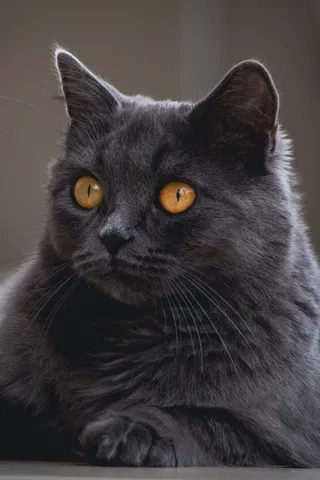 可爱猫咪猫猫摄影素材