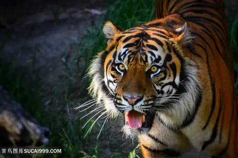 树林中的一只凶猛老虎摄影高清图片老虎图片