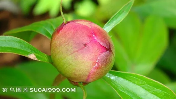 牡丹花花骨朵高清素材