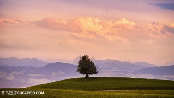 大树山脉草地风景画壁纸