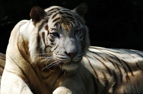 非洲凶猛老虎图片下载 非洲凶猛老虎图片下载