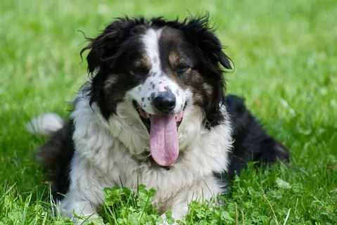 高清边境牧羊犬图 高清边境牧羊犬图