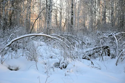 冬季森林树木雪景图片