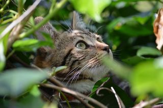 可爱大眼睛猫咪图片