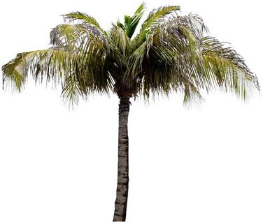 高清树木素材 免抠PSD植物素材 美术绘画园林贴图 树草灌木花草