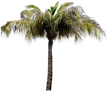 高清树木素材 免抠PSD植物素材 美术绘画园林贴图 树草灌木花草