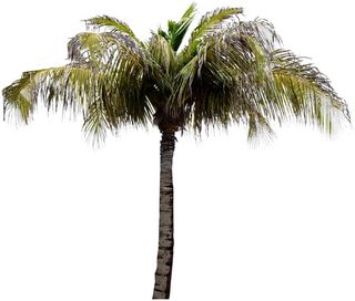 高清树木素材 免抠PSD植物素材 美术绘画园林贴图 树草灌木花草