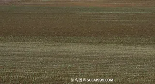 黄土地背景中的庄稼苗