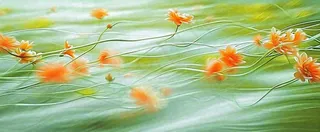 橙色鲜花意境流水渐变朦胧背景