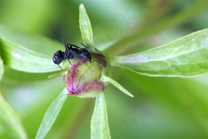 不辞劳苦的蚂蚁图片