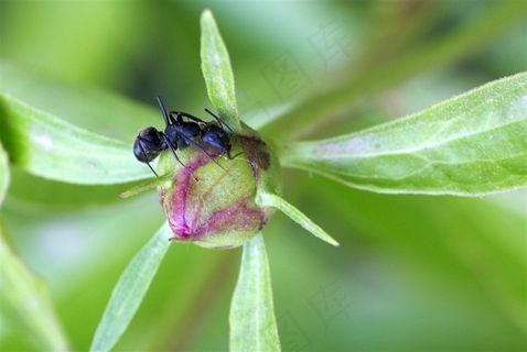 不辞劳苦的蚂蚁图片