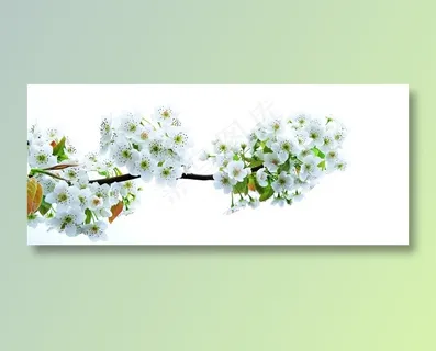 梨花盛开图片 梨花盛开图片
