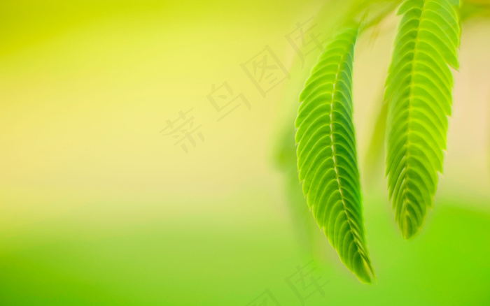 绿叶的桌面