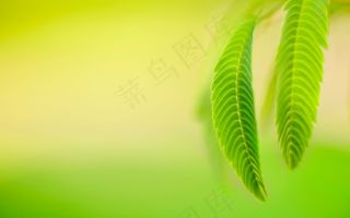 绿叶的桌面