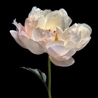 唯美芍药特写鲜花图片