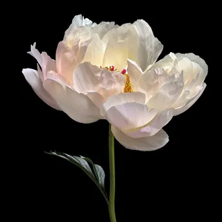 唯美芍药特写鲜花图片 唯美芍药特写鲜花图片