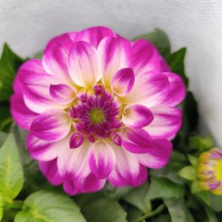 花卉绿植园艺大丽花渐变色5