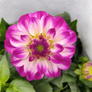 花卉绿植园艺大丽花渐变色5