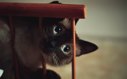 可爱的宠物猫大图 可爱的宠物猫大图